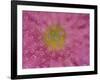 Pink Mums, Washington, USA-Jamie & Judy Wild-Framed Photographic Print