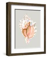 Pink Murex-Michael Willett-Framed Art Print