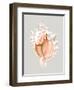 Pink Murex-Michael Willett-Framed Art Print