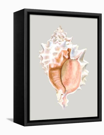 Pink Murex-Michael Willett-Framed Stretched Canvas