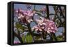 Pink Oleander Flora, Grand Cayman, Cayman Islands, British West Indies-Lisa S. Engelbrecht-Framed Stretched Canvas