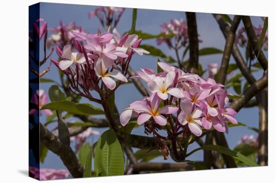 Pink Oleander Flora, Grand Cayman, Cayman Islands, British West Indies-Lisa S. Engelbrecht-Stretched Canvas