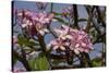 Pink Oleander Flora, Grand Cayman, Cayman Islands, British West Indies-Lisa S. Engelbrecht-Stretched Canvas