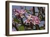 Pink Oleander Flora, Grand Cayman, Cayman Islands, British West Indies-Lisa S. Engelbrecht-Framed Photographic Print