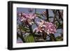 Pink Oleander Flora, Grand Cayman, Cayman Islands, British West Indies-Lisa S. Engelbrecht-Framed Photographic Print