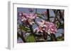 Pink Oleander Flora, Grand Cayman, Cayman Islands, British West Indies-Lisa S. Engelbrecht-Framed Photographic Print