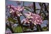 Pink Oleander Flora, Grand Cayman, Cayman Islands, British West Indies-Lisa S. Engelbrecht-Mounted Photographic Print