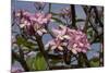 Pink Oleander Flora, Grand Cayman, Cayman Islands, British West Indies-Lisa S. Engelbrecht-Mounted Photographic Print