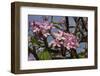 Pink Oleander Flora, Grand Cayman, Cayman Islands, British West Indies-Lisa S. Engelbrecht-Framed Photographic Print