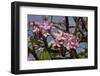 Pink Oleander Flora, Grand Cayman, Cayman Islands, British West Indies-Lisa S. Engelbrecht-Framed Photographic Print