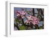 Pink Oleander Flora, Grand Cayman, Cayman Islands, British West Indies-Lisa S. Engelbrecht-Framed Photographic Print