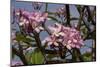 Pink Oleander Flora, Grand Cayman, Cayman Islands, British West Indies-Lisa S. Engelbrecht-Mounted Photographic Print