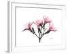 Pink Oleander Peace-Albert Koetsier-Framed Art Print