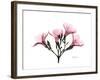 Pink Oleander Peace-Albert Koetsier-Framed Art Print