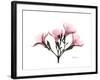 Pink Oleander Peace-Albert Koetsier-Framed Art Print