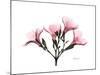 Pink Oleander Peace-Albert Koetsier-Mounted Art Print