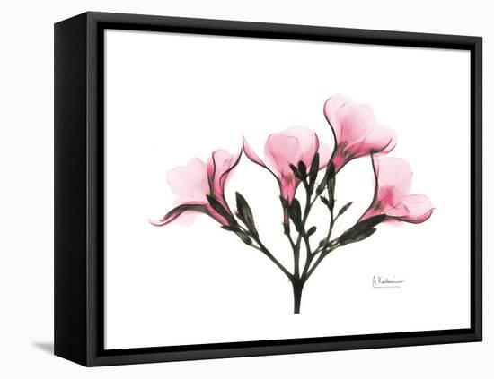 Pink Oleander Peace-Albert Koetsier-Framed Stretched Canvas