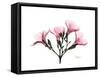 Pink Oleander Peace-Albert Koetsier-Framed Stretched Canvas