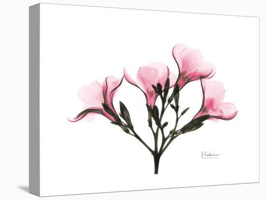 Pink Oleander Peace-Albert Koetsier-Stretched Canvas