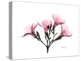 Pink Oleander Peace-Albert Koetsier-Stretched Canvas