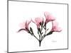 Pink Oleander Peace-Albert Koetsier-Mounted Art Print