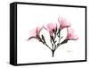 Pink Oleander Peace-Albert Koetsier-Framed Stretched Canvas