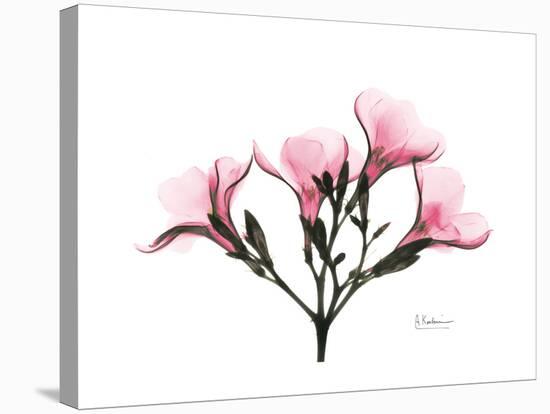 Pink Oleander Peace-Albert Koetsier-Stretched Canvas