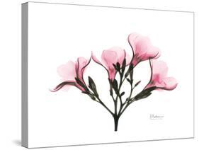 Pink Oleander Peace-Albert Koetsier-Stretched Canvas