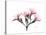 Pink Oleander Peace-Albert Koetsier-Stretched Canvas