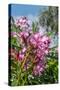 Pink Oleander-Lisa Engelbrecht-Stretched Canvas