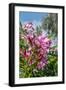 Pink Oleander-Lisa Engelbrecht-Framed Photographic Print