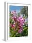 Pink Oleander-Lisa Engelbrecht-Framed Photographic Print