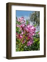 Pink Oleander-Lisa Engelbrecht-Framed Photographic Print