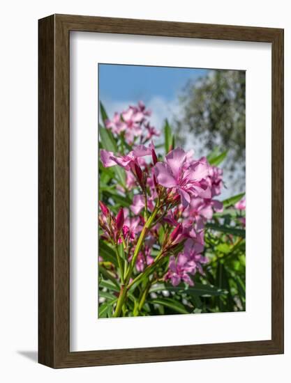 Pink Oleander-Lisa Engelbrecht-Framed Photographic Print