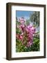 Pink Oleander-Lisa Engelbrecht-Framed Photographic Print