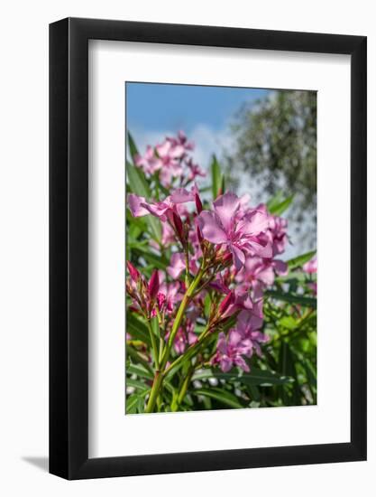 Pink Oleander-Lisa Engelbrecht-Framed Photographic Print