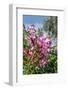 Pink Oleander-Lisa Engelbrecht-Framed Photographic Print