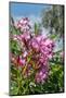 Pink Oleander-Lisa Engelbrecht-Mounted Photographic Print