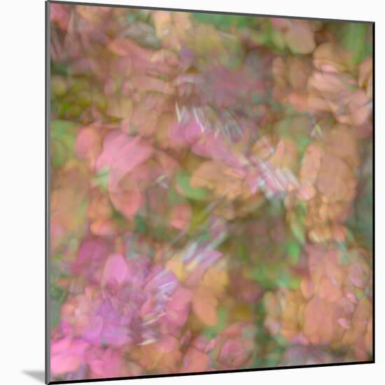 Pink, orange and green floral montage abstract.-Jaynes Gallery-Mounted Photographic Print