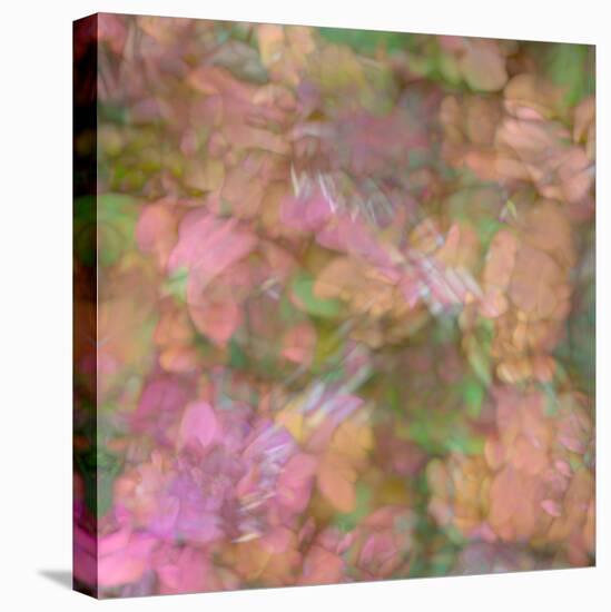 Pink, orange and green floral montage abstract.-Jaynes Gallery-Stretched Canvas