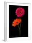 Pink, Orange Gerbera with Stem Isolated on Black-Hanna Slavinska-Framed Photographic Print