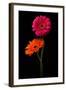 Pink, Orange Gerbera with Stem Isolated on Black-Hanna Slavinska-Framed Photographic Print