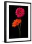 Pink, Orange Gerbera with Stem Isolated on Black-Hanna Slavinska-Framed Photographic Print