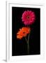 Pink, Orange Gerbera with Stem Isolated on Black-Hanna Slavinska-Framed Photographic Print