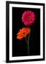 Pink, Orange Gerbera with Stem Isolated on Black-Hanna Slavinska-Framed Photographic Print