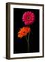 Pink, Orange Gerbera with Stem Isolated on Black-Hanna Slavinska-Framed Photographic Print