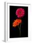 Pink, Orange Gerbera with Stem Isolated on Black-Hanna Slavinska-Framed Photographic Print