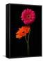 Pink, Orange Gerbera with Stem Isolated on Black-Hanna Slavinska-Framed Stretched Canvas