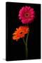 Pink, Orange Gerbera with Stem Isolated on Black-Hanna Slavinska-Stretched Canvas