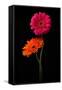 Pink, Orange Gerbera with Stem Isolated on Black-Hanna Slavinska-Framed Stretched Canvas